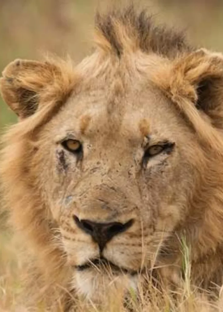 Newsie-6-732x1024 South Africa: A Country of Spirit, Beauty and Invention