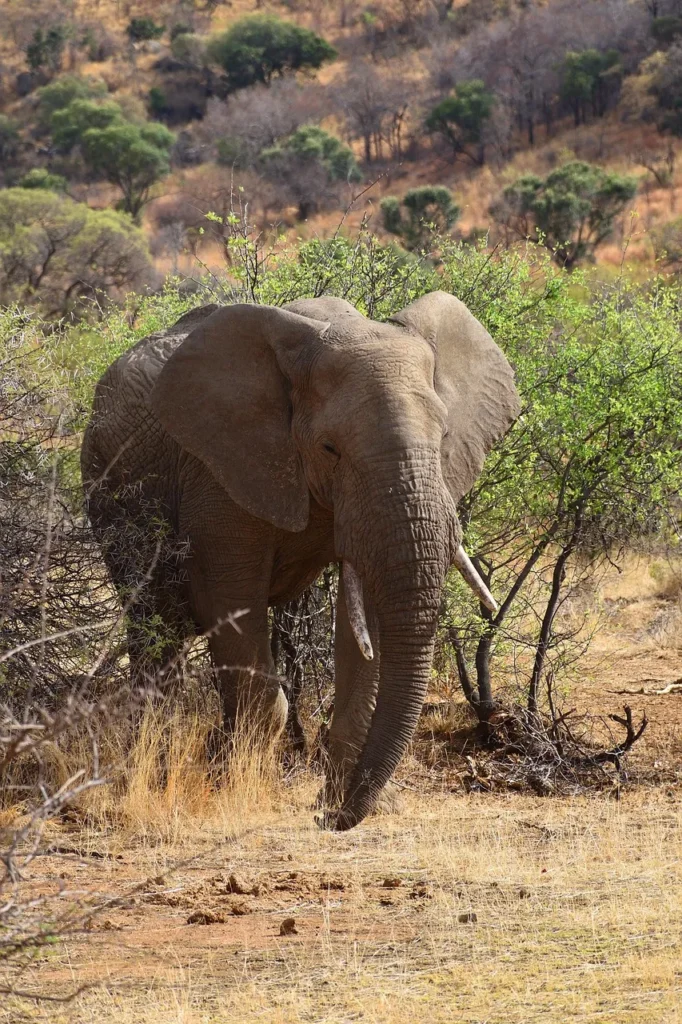 elephant-4616762_1280-682x1024 9 Amazing Provinces of South Africa