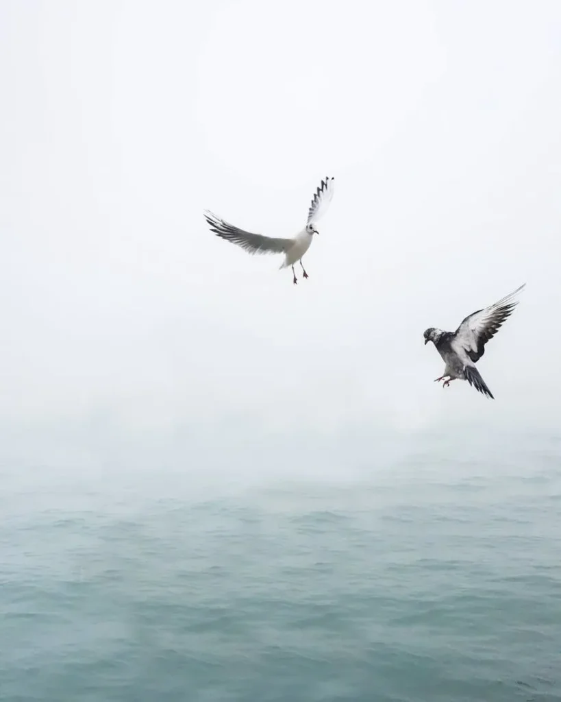 pexels-pixabay-207237-819x1024 Privacy Policy